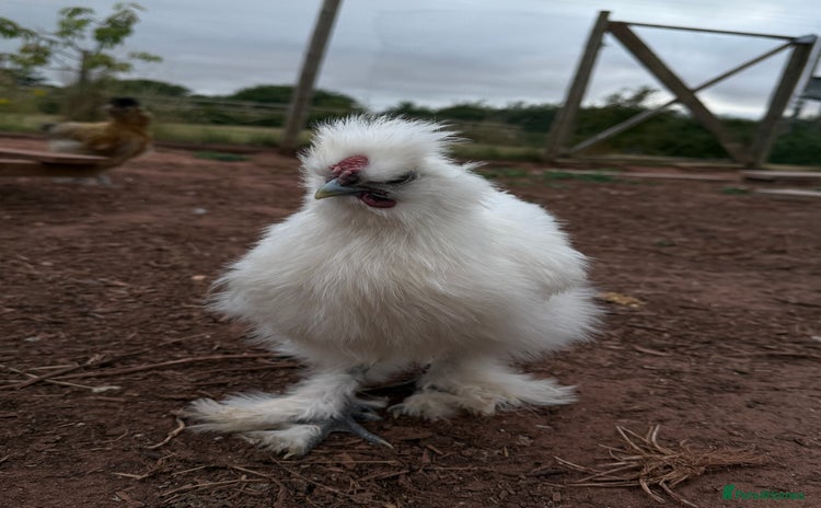 Chickens poultry - Advert 9
