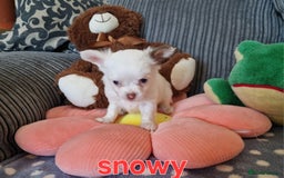 Chihuahua dogs for sale: Chihuahuas puppy's   - Image 19