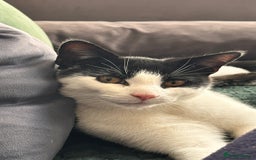 Domestic Shorthair cats for sale: Beautiful Domestic Cats-Mum,Dad&3 Adorable Kittens - Image 9