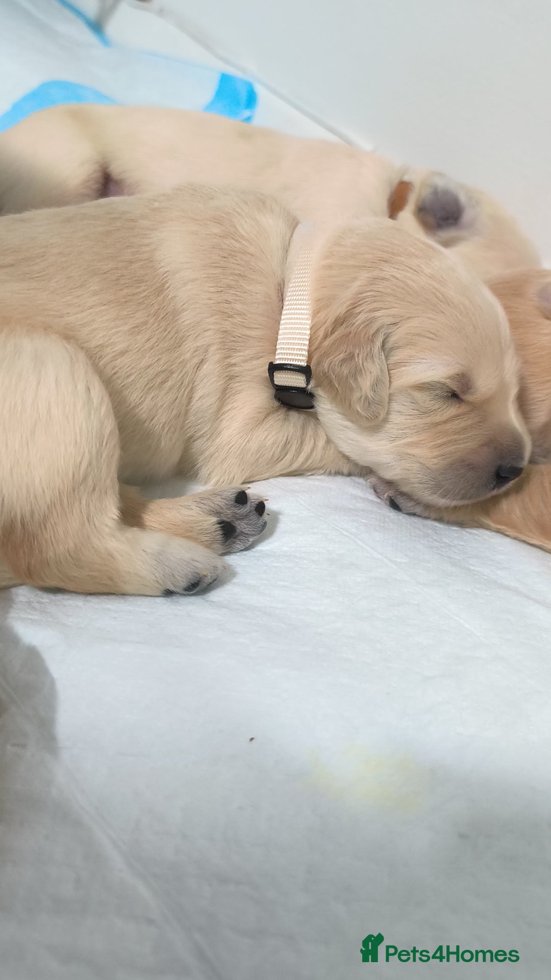 Golden Retriever dogs for sale: Gorgeous golden retriever puppies 🐕 - Advert 7