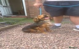 Cocker Spaniel dogs for sale: Gorgeous 8 month old female cocker spaniel - Image 2