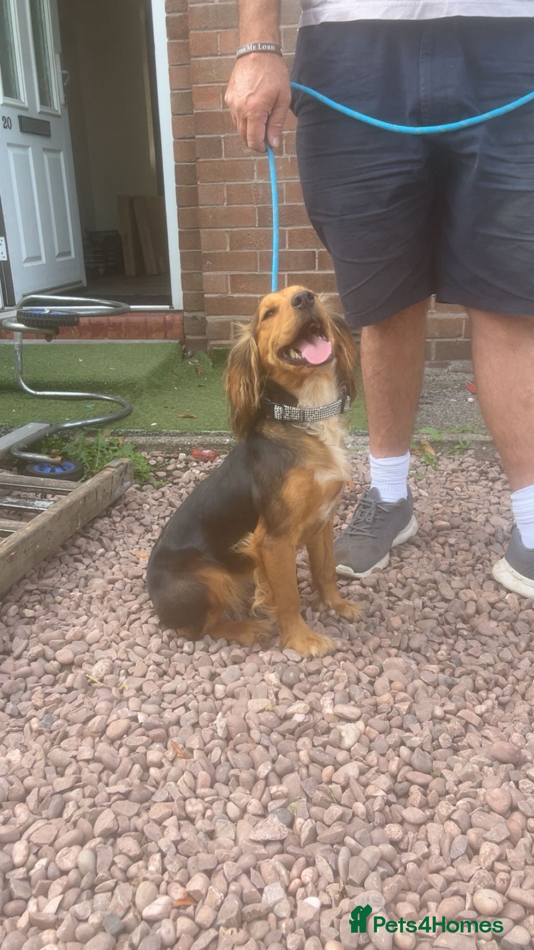 Cocker Spaniel dogs for sale: Gorgeous 8 month old female cocker spaniel - Image 2