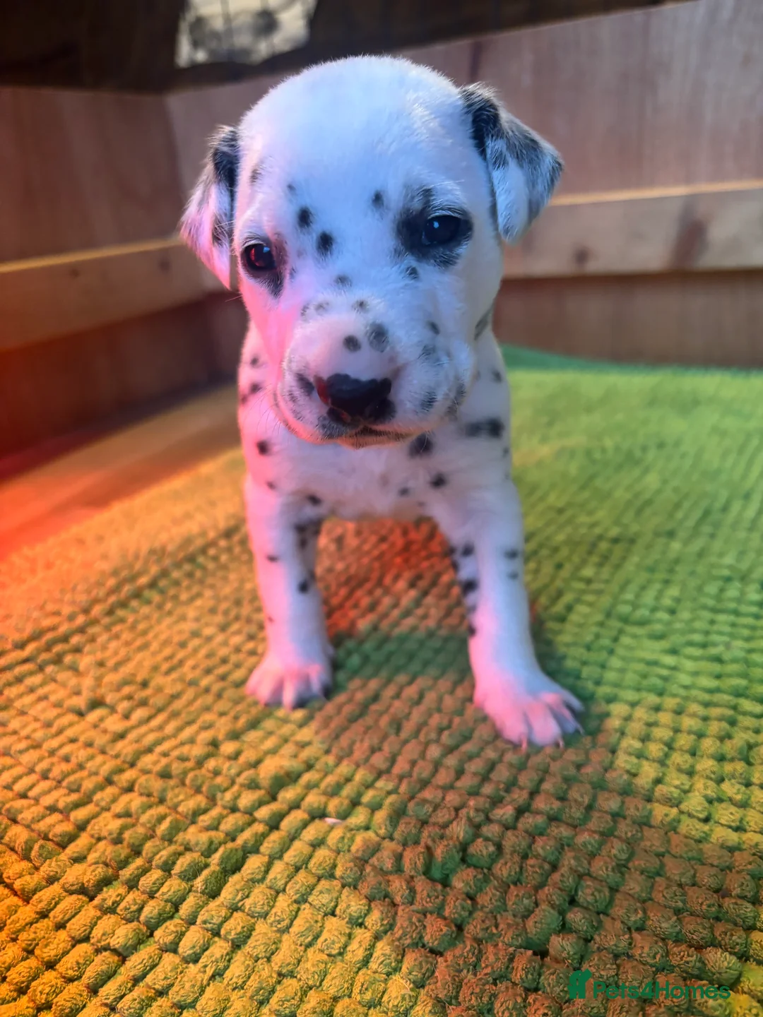 Dalmatian dogs for sale: Dalmatians BOY Left  - Advert 5