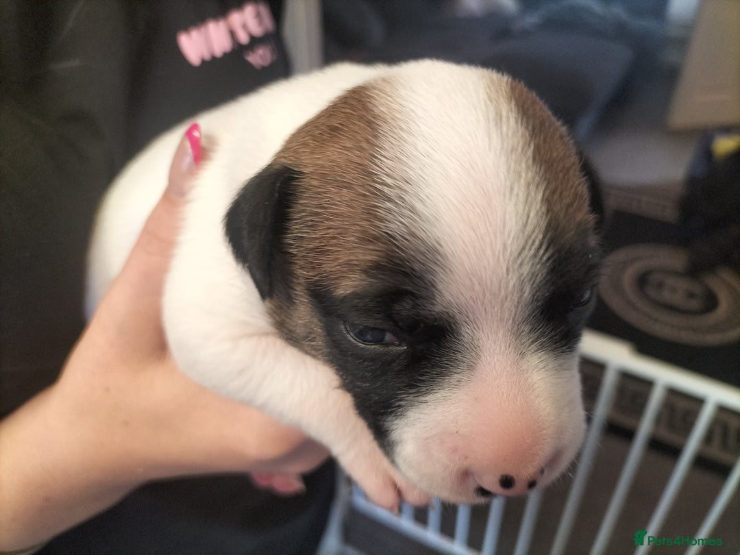 Mixed Breed dogs for sale: Cute litter of puppys - Image 6