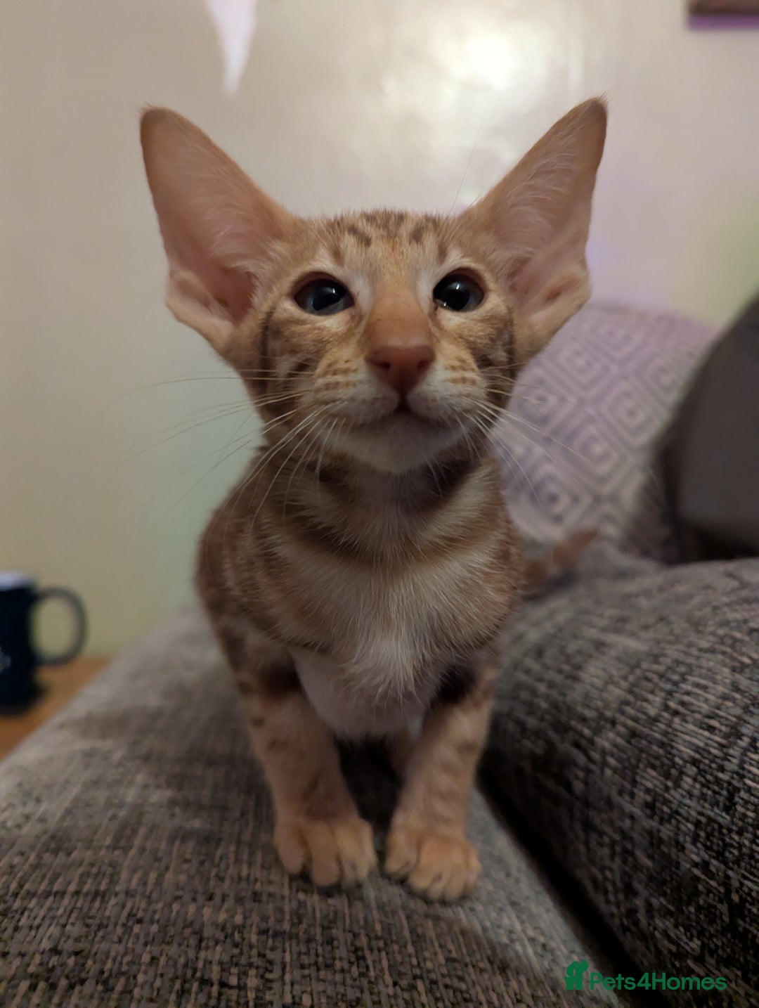 Oriental cats for sale: Super friendly kittens - Image 14