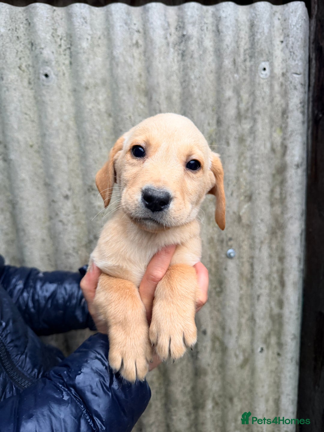 Labrador Retriever dogs for sale: Yellow Labrador’s  - Advert 5