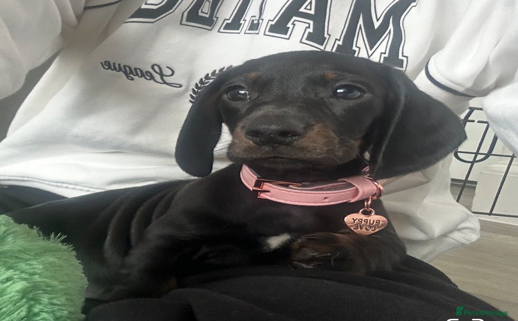 Dachshund dogs Dachshund puppy   - Advert 1