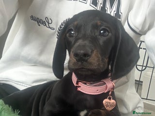 Dachshund dogs for sale: Dachshund puppy - Advert 1