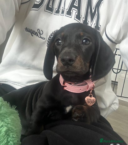 Dachshund dogs Dachshund puppy - Advert 1