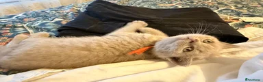 British Shorthair 3