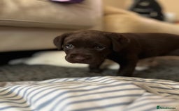 Labrador Retriever dogs for sale: Labrador Retriever puppies - Image 5