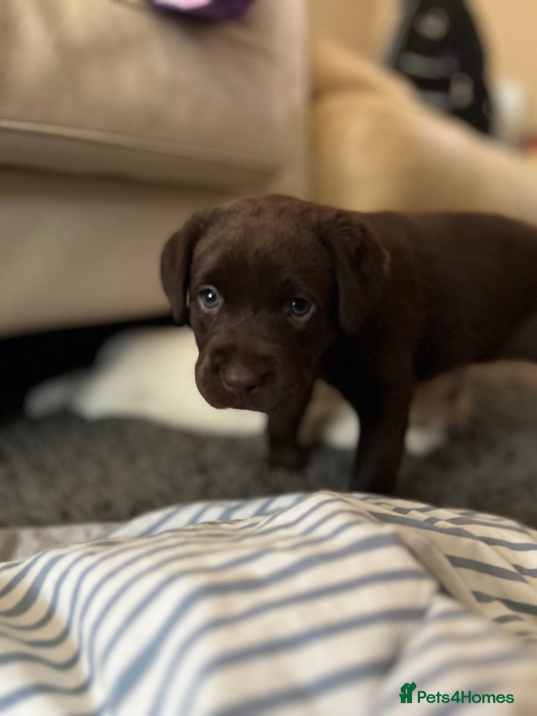Labrador Retriever dogs for sale: Labrador Retriever puppies - Image 5