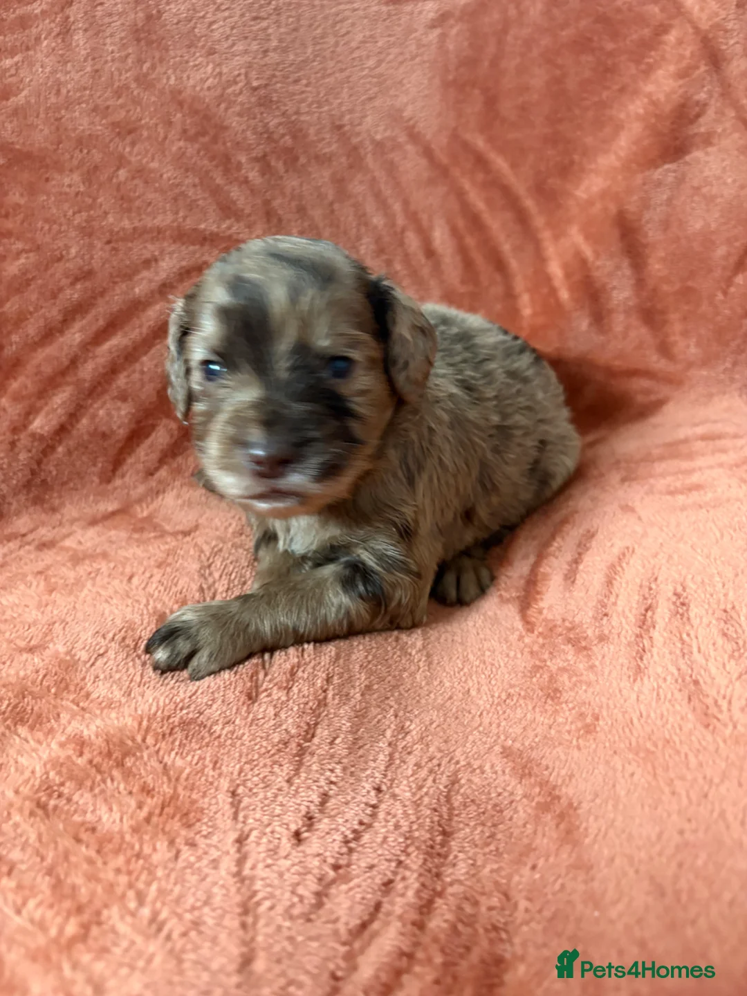 Cocker Spaniel dogs for sale: 5 stunning cocker spaniel puppies in Bishop Auckland - Advert 1