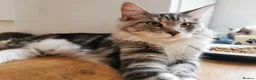 Maine Coon cats for sale: Full pedigree Maine Coon boy - Advert 6