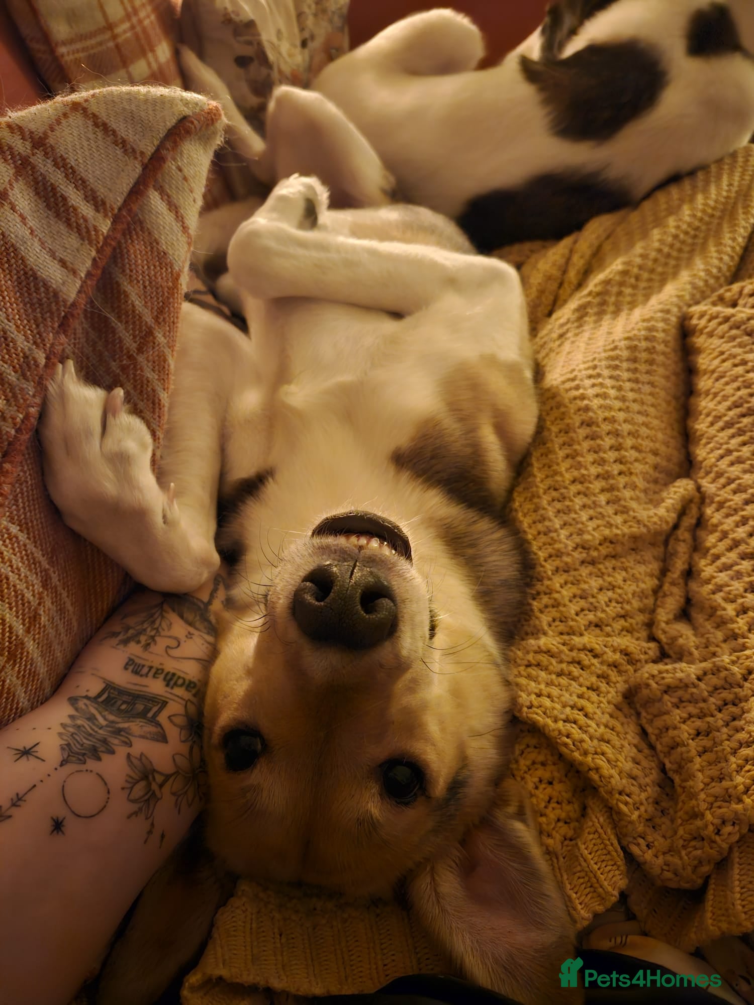 Mixed Breed dogs for adoption: Meet Greisho – the cuddly adventure‑lover in Auchterarder - Advert 12