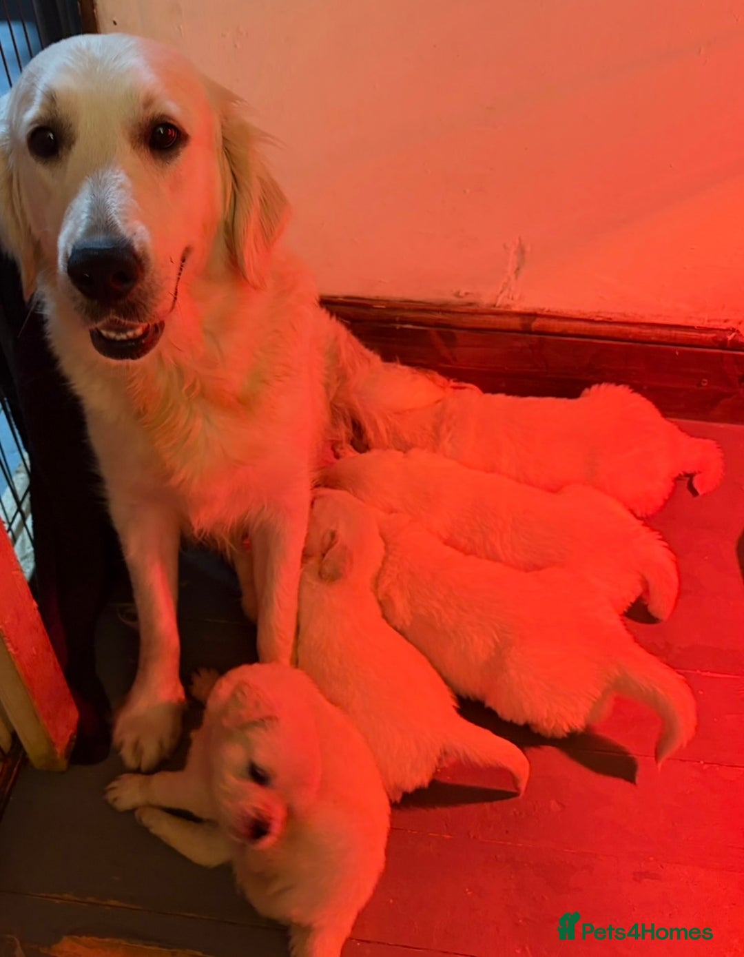 Golden Retriever dogs for sale: KC Golden Retriever Puppies for sale - Advert 2
