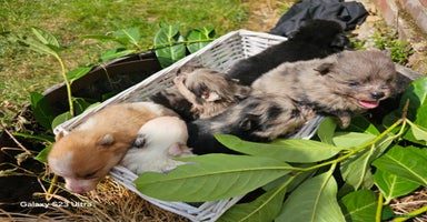 Pomeranian dogs - Advert 2