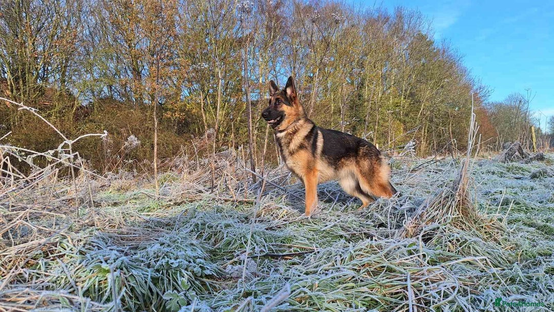 German Shepherd dogs for sale: Bella is looking for forever home - Image 8