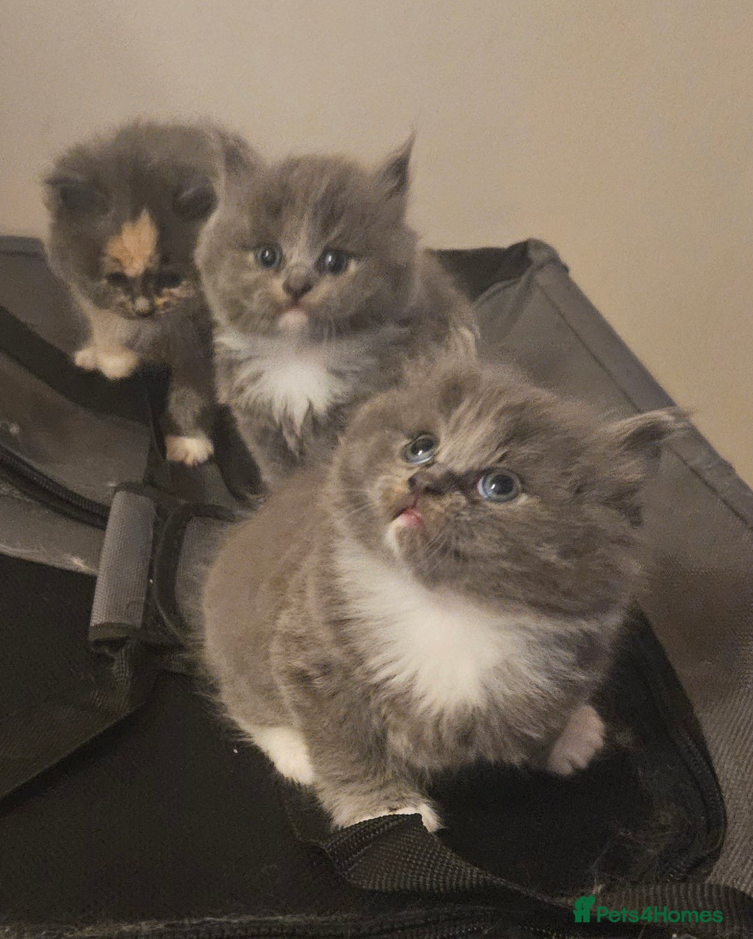 Mixed Breed cats for sale: Beautiful fluffy kitten  - Advert 7