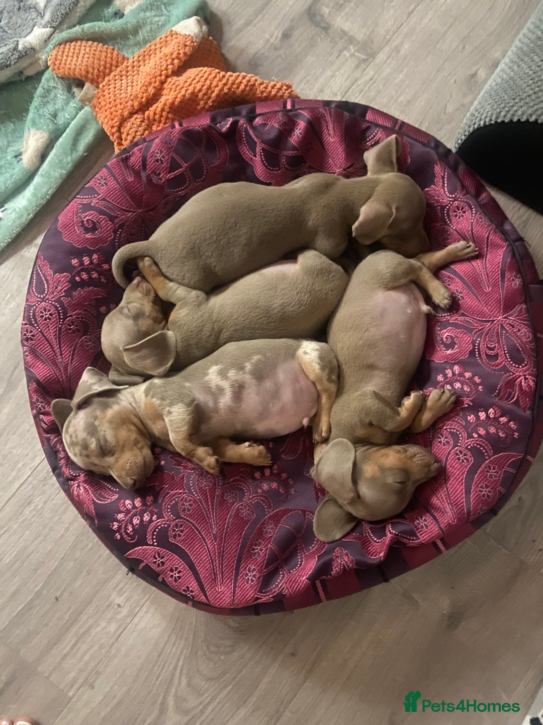 Miniature Dachshund dogs for sale: Beautiful mini dashys 💜 - Image 9