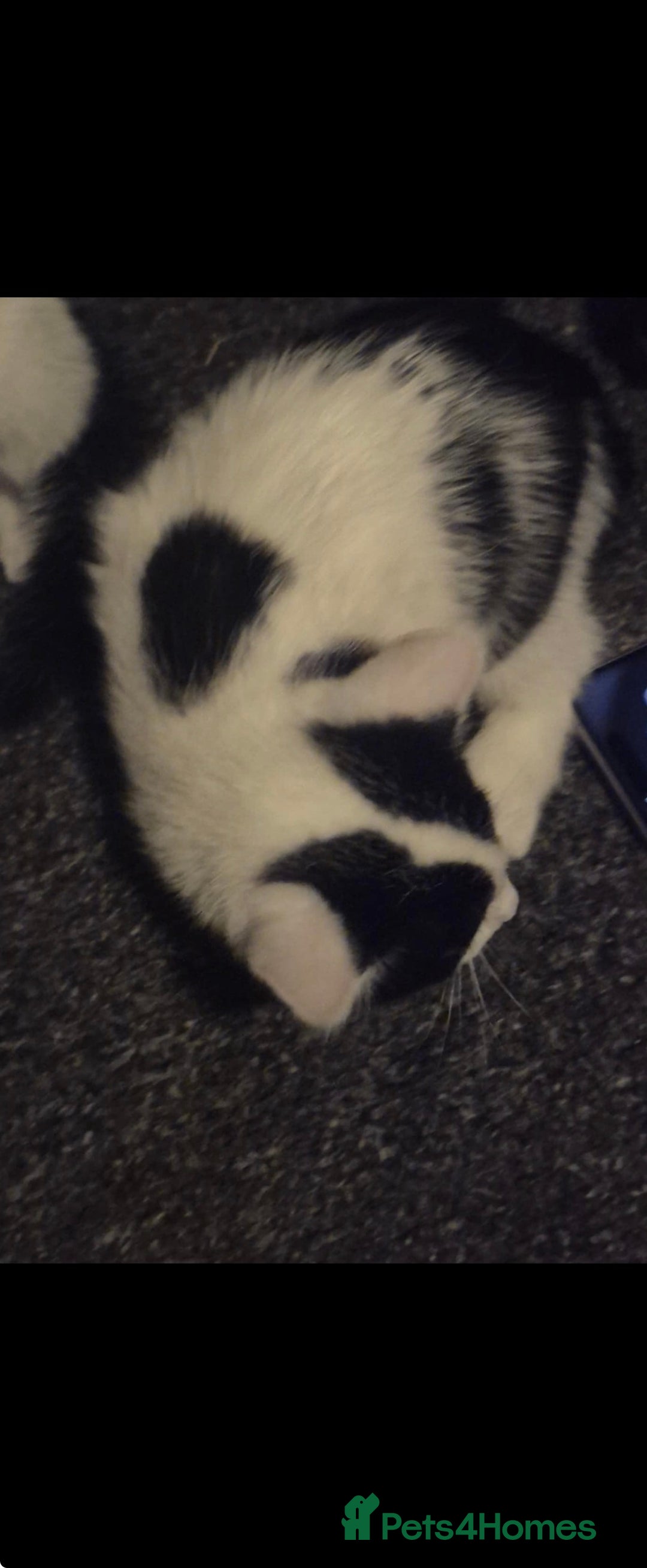 Mixed Breed cats for sale: 2 Stunning babies - Advert 3