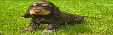 Cocker Spaniel Puppy 10
