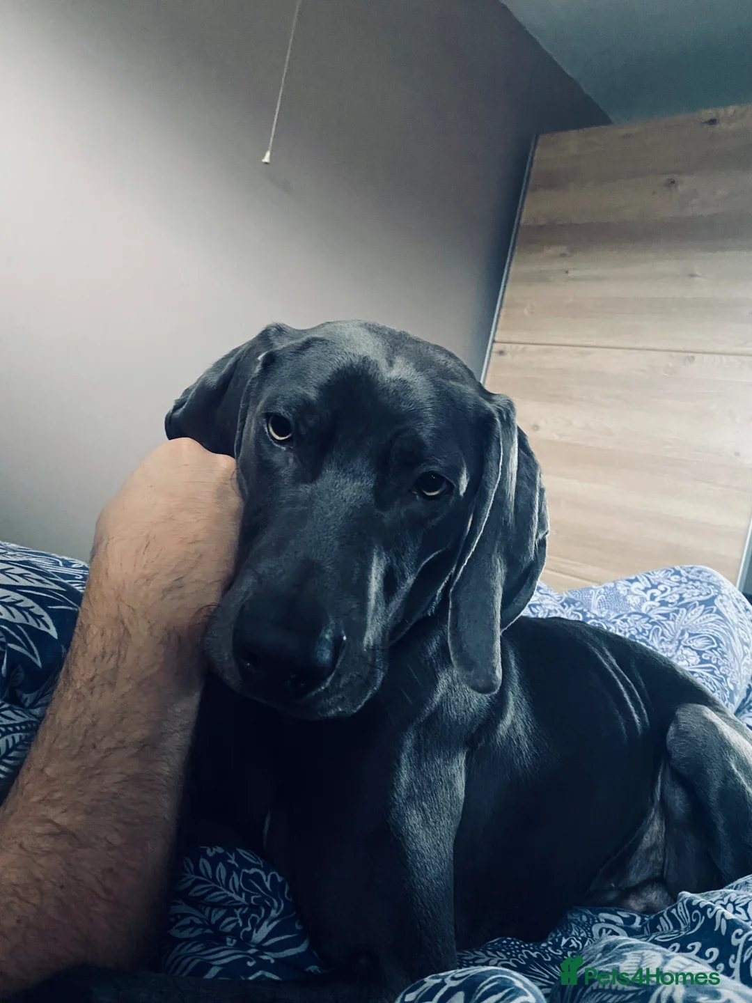 Weimaraner dogs for sale: 20 Month old blue Weimarner  - Advert 7