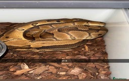 Snake reptiles for sale: Royal Python / Boa  - Image 23