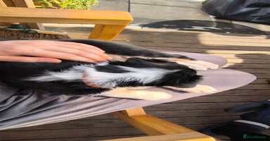 Border Collie dogs - Advert 5