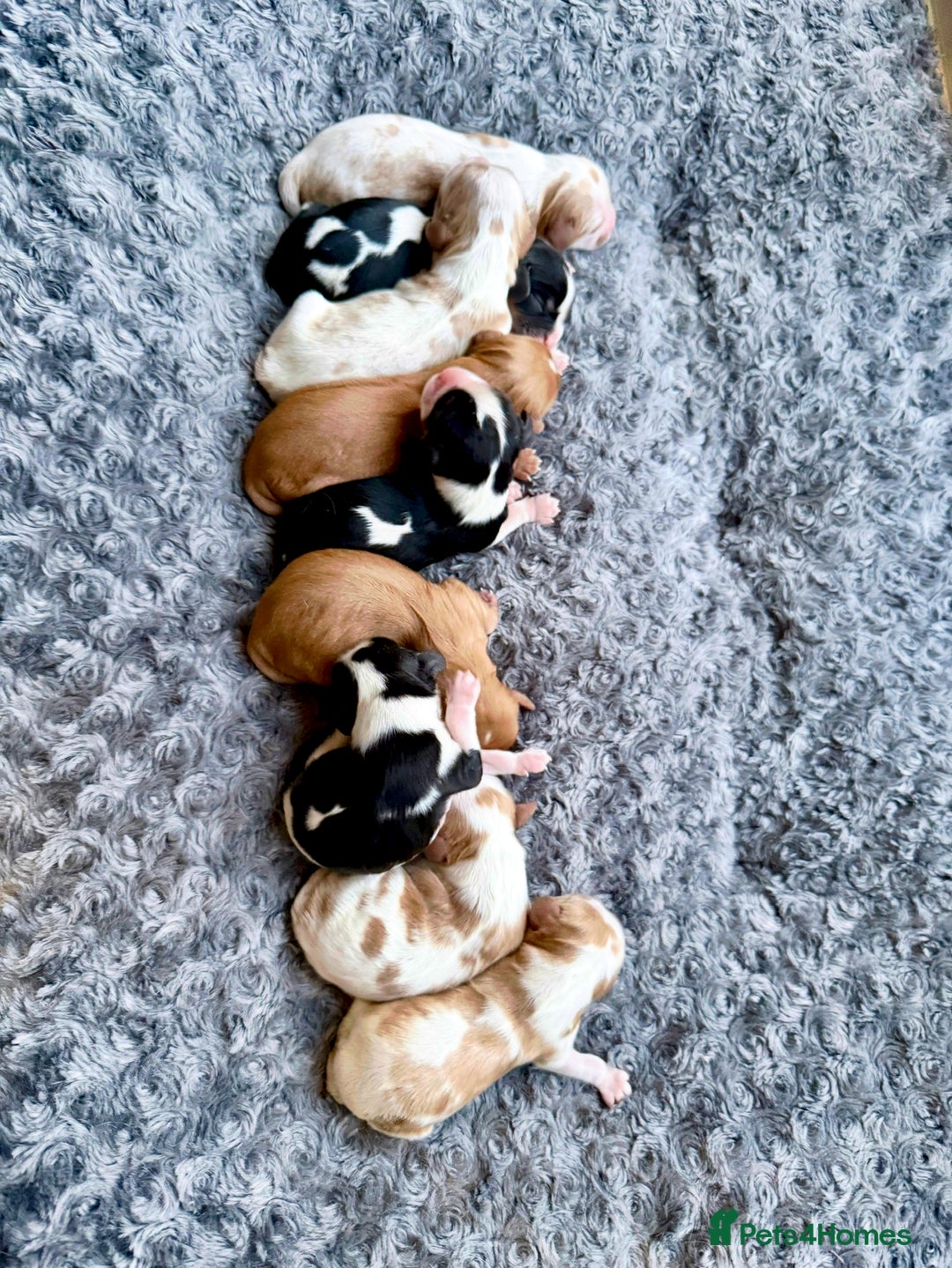 Cavalier King Charles Spaniel dogs for stud: Ruby Cavalier King Charles Spaniel for Stud - Image 6