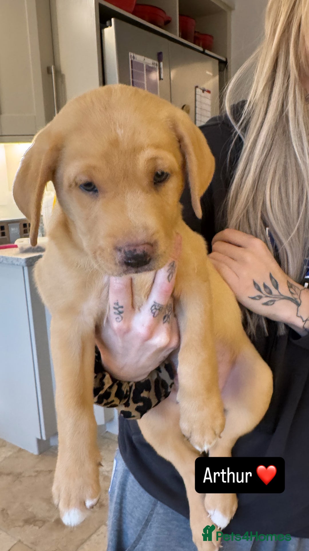 Mixed Breed dogs for sale: 8 week old pups - Image 2