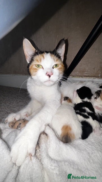 Mixed Breed cats Two Female Kittens  - Advert 1