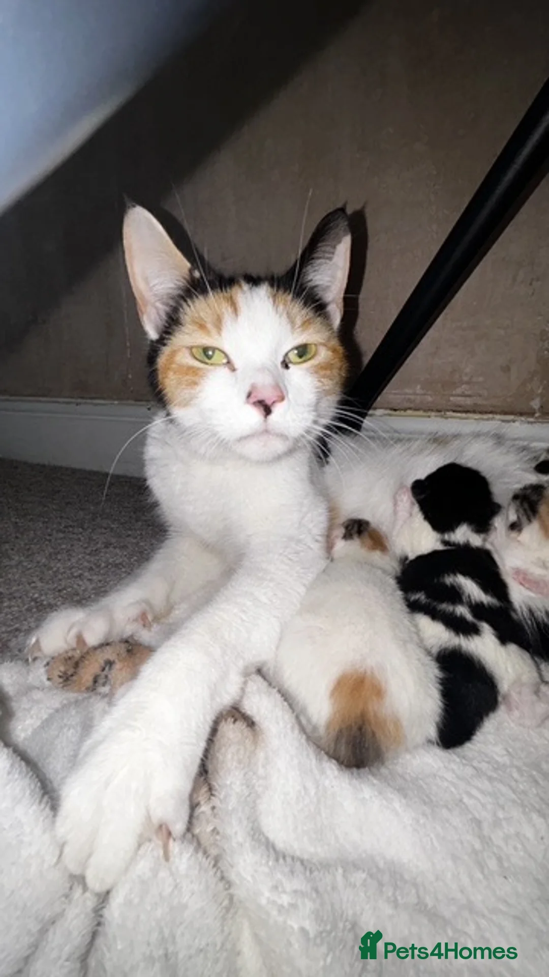 Mixed Breed cats for sale: Two Female Kittens  - Advert 1