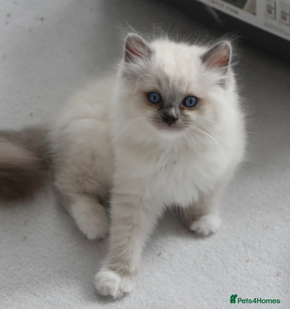 Ragdoll cats Amazing Ragdoall kittens - Advert 17