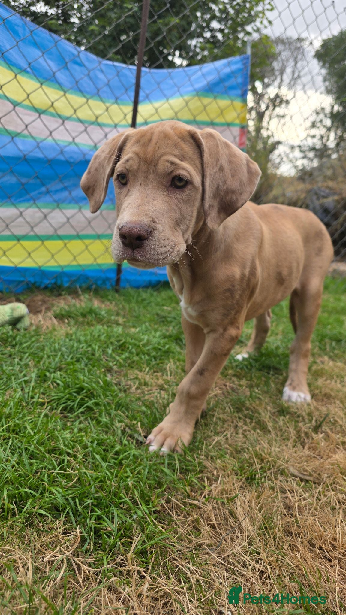 Mixed Breed dogs Last Daniff Puppy READY NOW - Advert 4