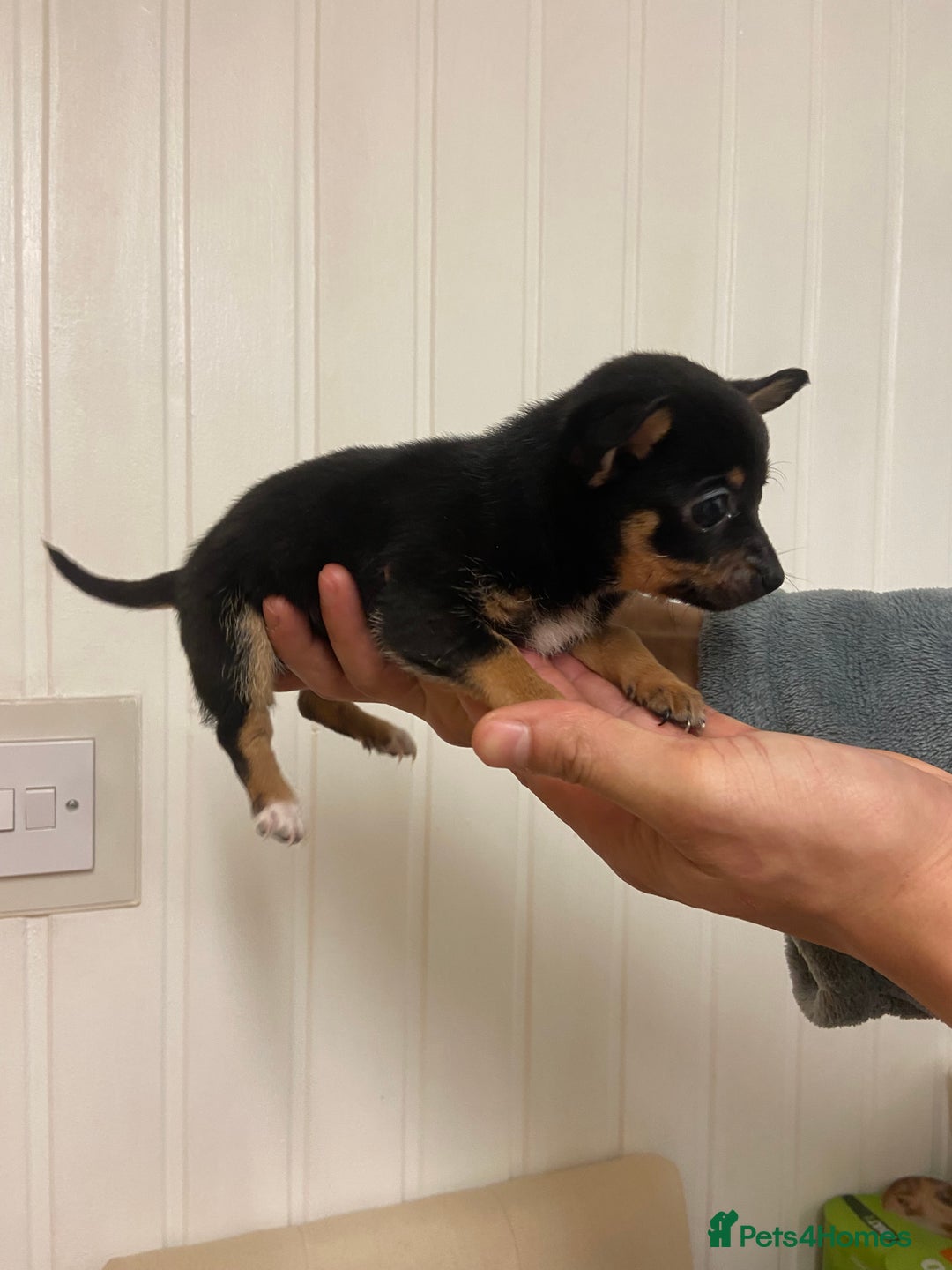Chihuahua dogs for sale: 2 male chi pups for sale derby - Advert 11