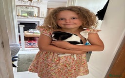 Mixed Breed dogs for sale: Cavajacks - Image 7
