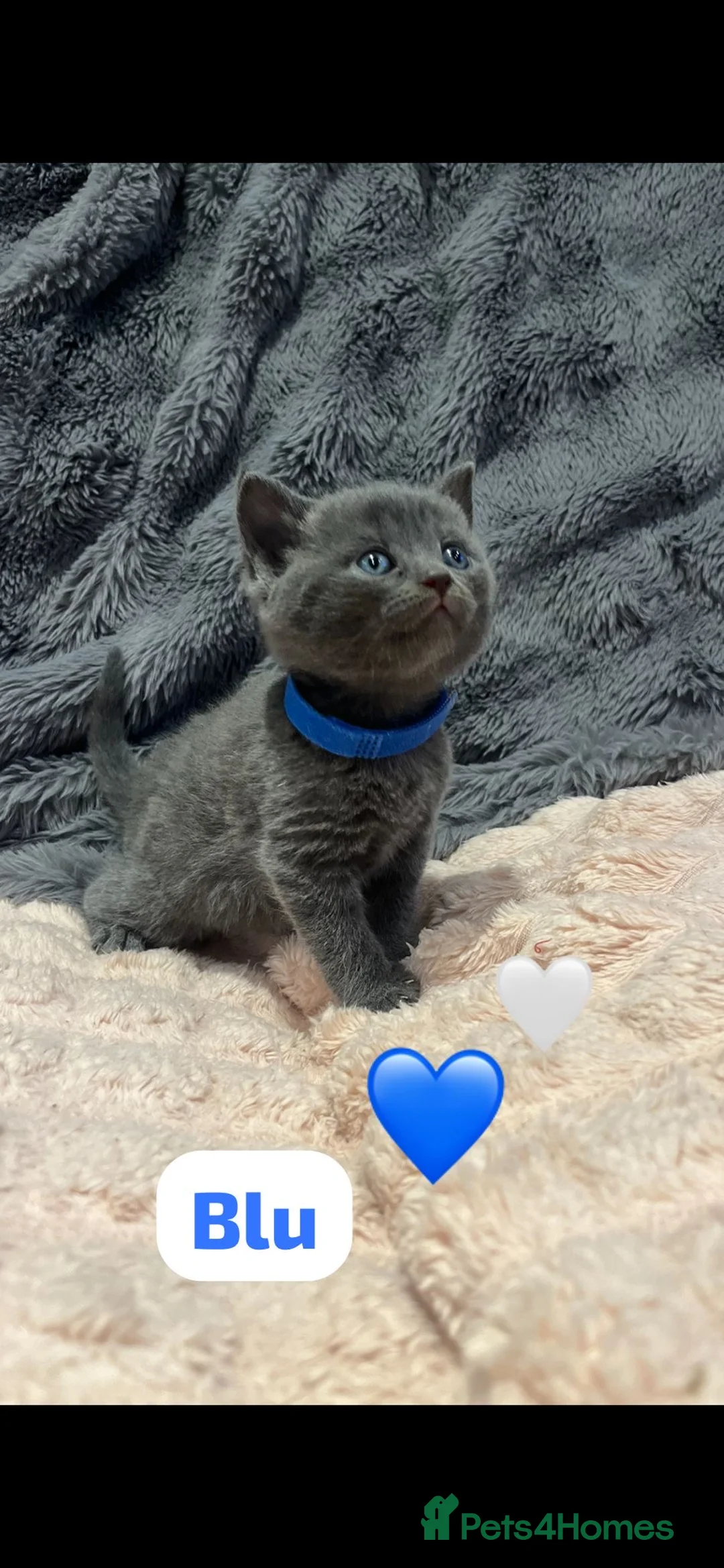 British Shorthair cats for sale: Beautiful British shorthair cross kittens🩵🩷 - Advert 4