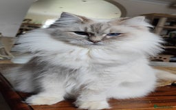Ragdoll cats for sale:  READY NOW GCCF  REG. EUROPEAN  LINE BOYS   - Image 19