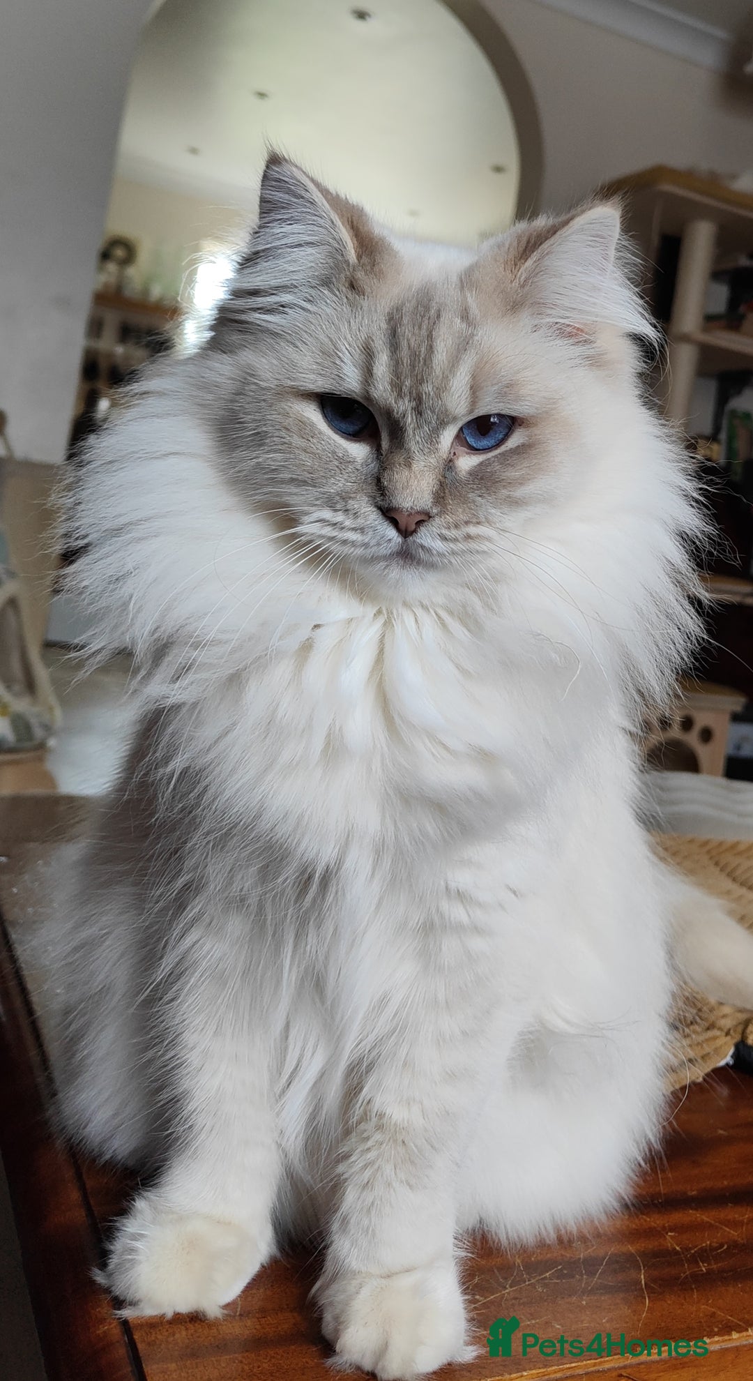 Ragdoll cats for sale:  READY NOW GCCF  REG. EUROPEAN  LINE BOYS   - Image 19