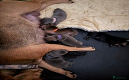 Mixed Breed dogs for sale: French bulldog x daschund - Image 37