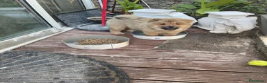 Chow Chow Puppy 5