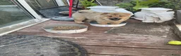 Chow Chow dogs for sale: 7 chow chow puppies  - Advert 12