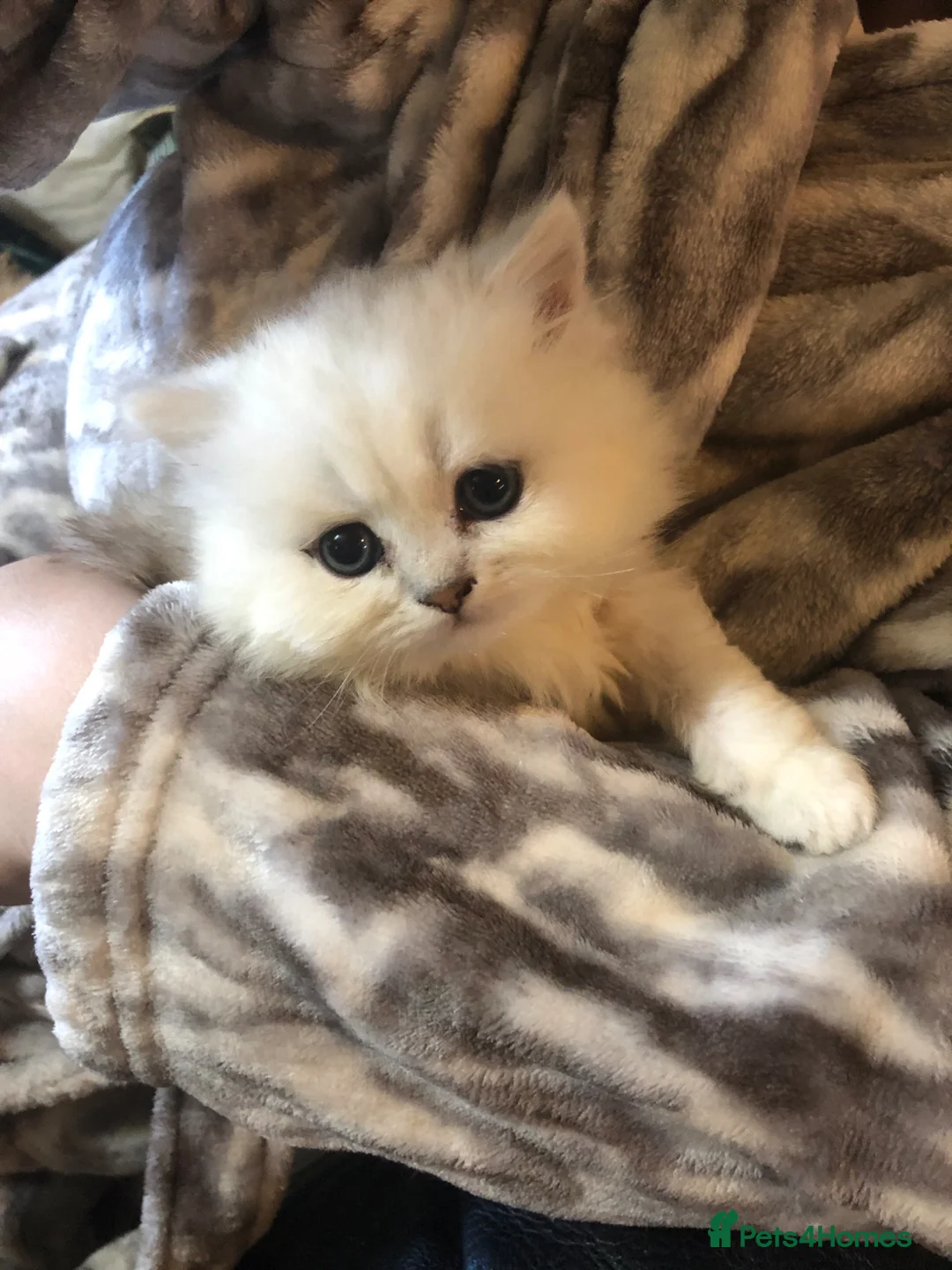 Persian cats for sale: Persian chinchilla kitten - Advert 2