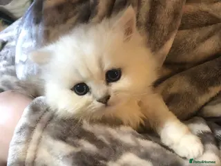 Persian cats Persian chinchilla kitten - Advert 1