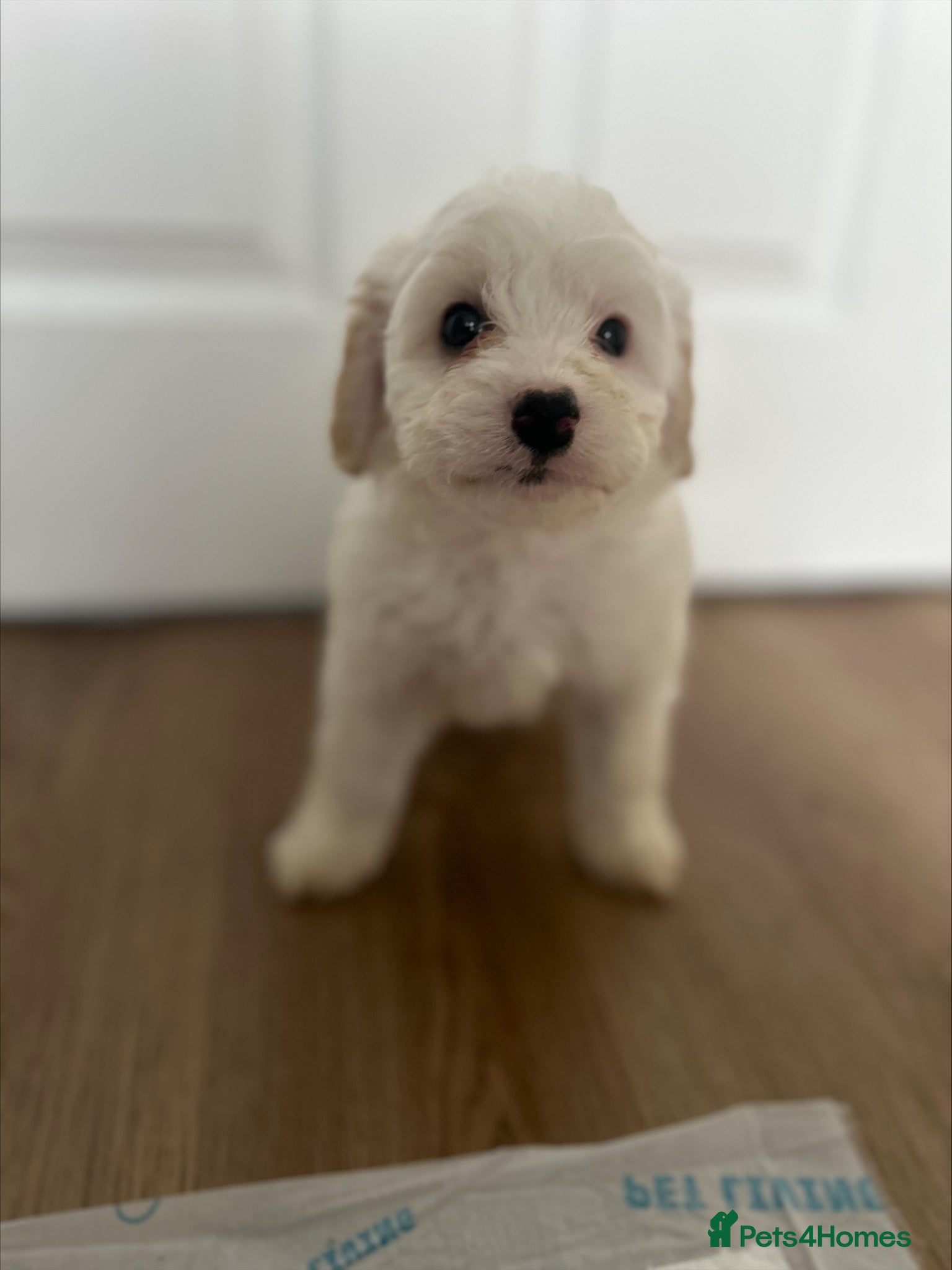 Mixed Breed dogs Ready Now Shihpoo X Sproodle - Advert 1