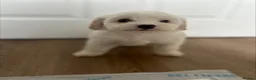 Mixed Breed dogs for sale: Ready Now Shihpoo X Sproodle in Birmingham - Advert 1