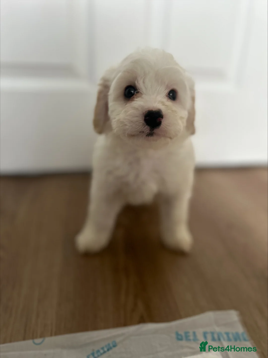 Mixed Breed dogs for sale: Ready Now Shihpoo X Sproodle in Birmingham - Advert 1