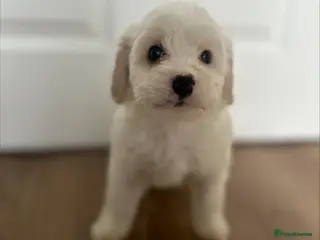 Mixed Breed dogs Ready Now Shihpoo X Sproodle - Advert 8