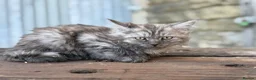 Maine Coon cats for sale: Stunning Maine coon x kitten  - Advert 10